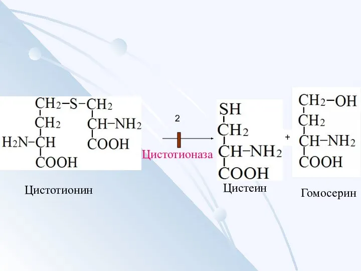 Цистотионин Цистотионаза Цистеин Гомосерин 2