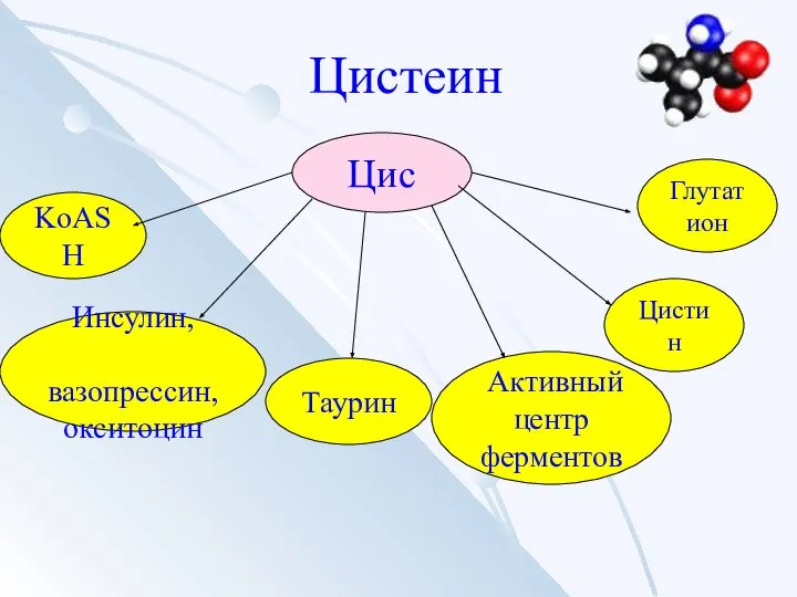 Цистеин Цис KoASH Глутатион Таурин Инсулин, вазопрессин, окситоцин Активный центр ферментов Цистин