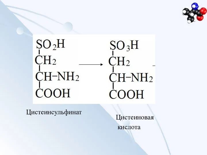 Цистеинсульфинат Цистеиновая кислота