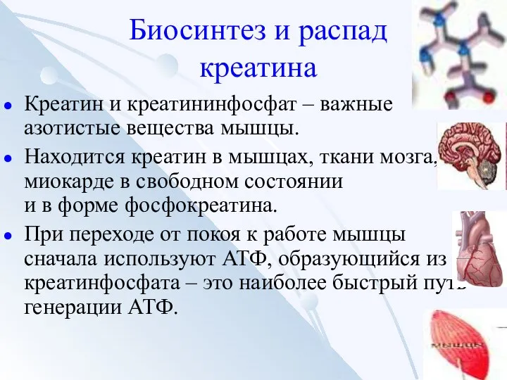 Биосинтез и распад креатина Креатин и креатининфосфат – важные азотистые вещества