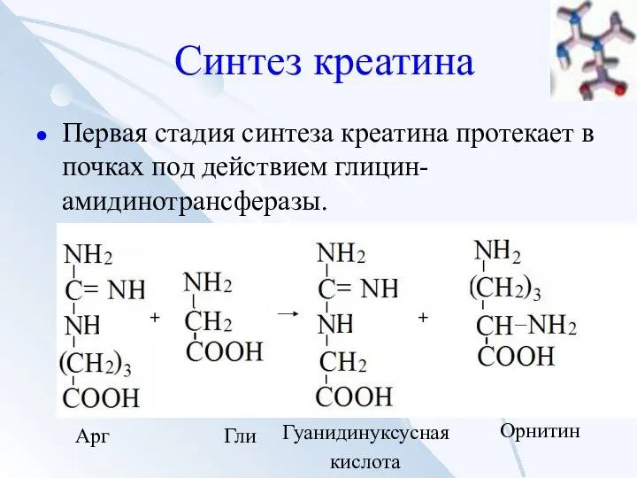 Синтез креатина Первая стадия синтеза креатина протекает в почках под действием