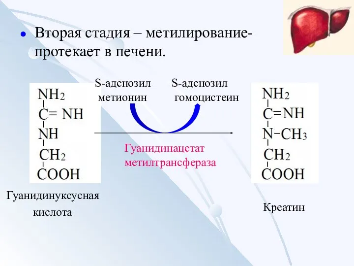 Вторая стадия – метилирование- протекает в печени. Гуанидинуксусная кислота S-аденозил метионин S-аденозил гомоцистеин Гуанидинацетат метилтрансфераза Креатин