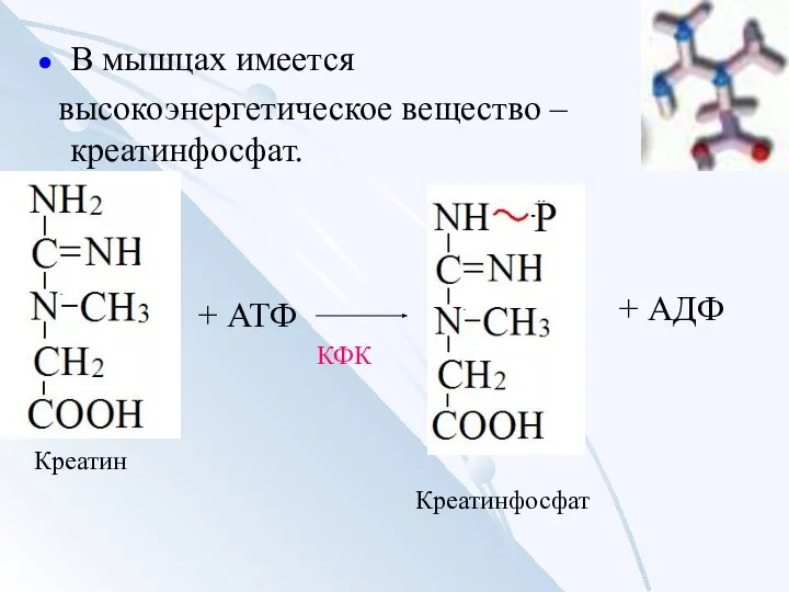 В мышцах имеется высокоэнергетическое вещество – креатинфосфат. Креатин КФК + АТФ + АДФ Креатинфосфат