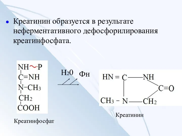 Креатинин образуется в результате неферментативного дефосфорилирования креатинфосфата. Фн Н20 Креатинфосфат Креатинин