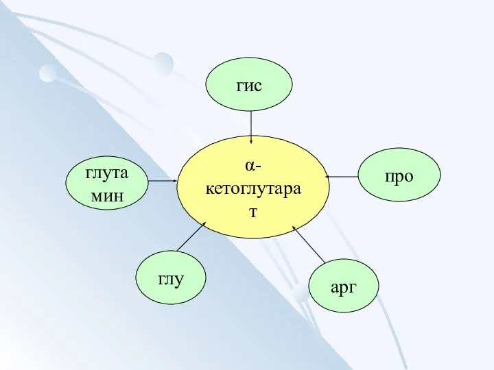 α-кетоглутарат глу глутамин арг гис про