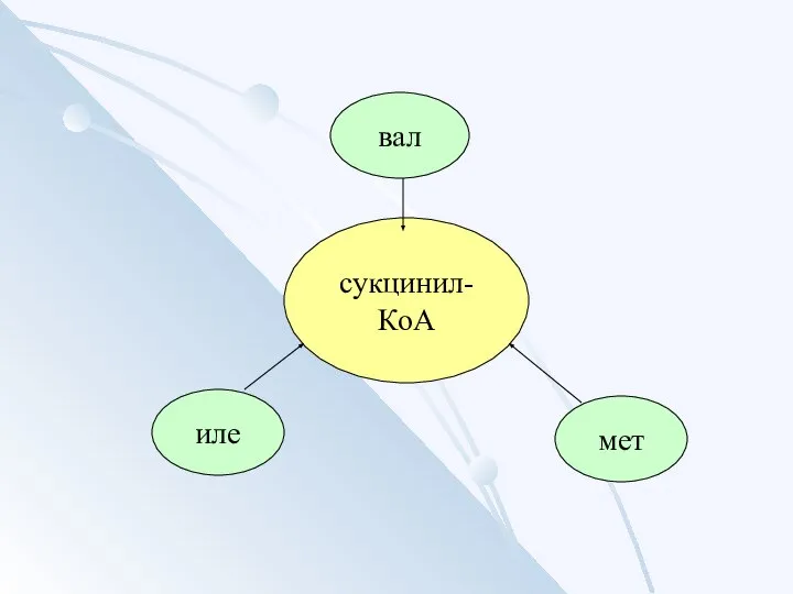 сукцинил-КоА иле вал мет