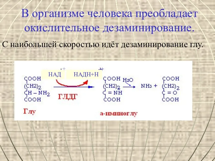 В организме человека преобладает окислительное дезаминирование. С наибольшей скоростью идёт дезаминирование глу. НАД + НАДН+Н +