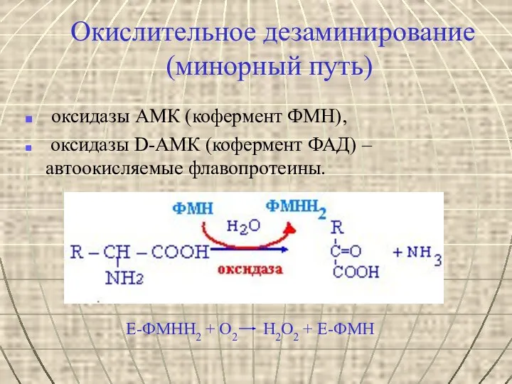 Окислительное дезаминирование (минорный путь) оксидазы АМК (кофермент ФМН), оксидазы D-АМК (кофермент