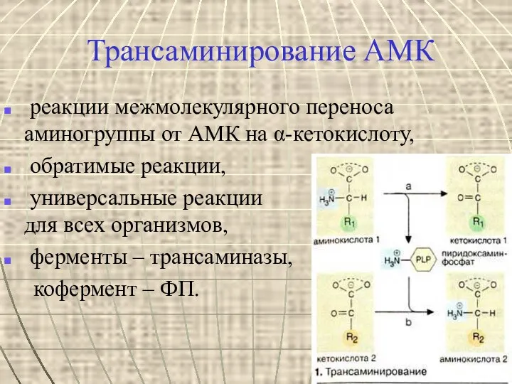 Трансаминирование АМК реакции межмолекулярного переноса аминогруппы от АМК на α-кетокислоту, обратимые