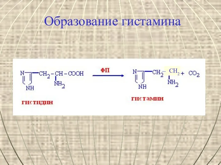 Образование гистамина СН2