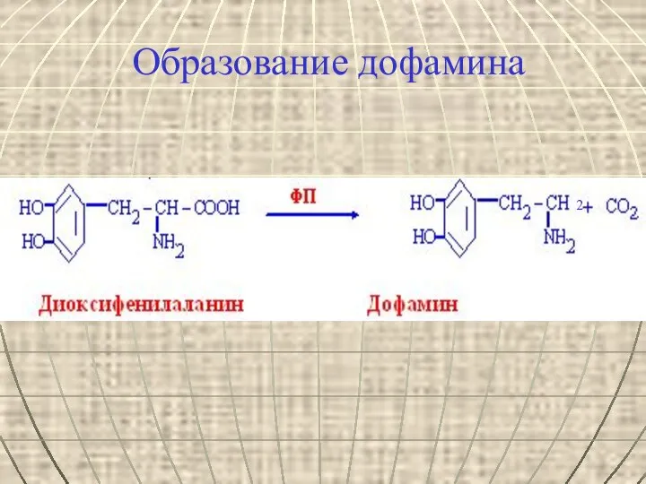 Образование дофамина 2