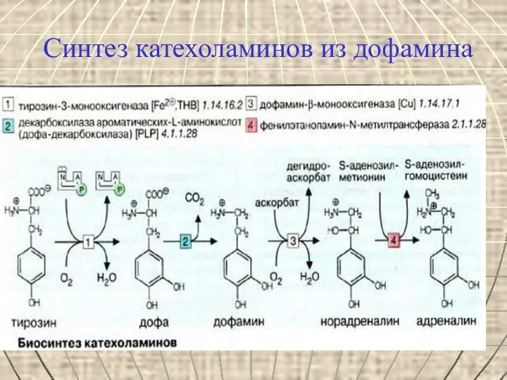 Синтез катехоламинов из дофамина