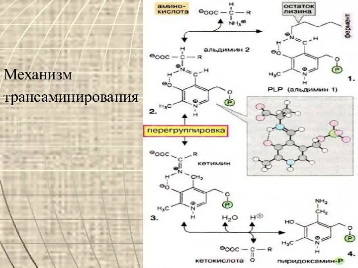 Механизм трансаминирования