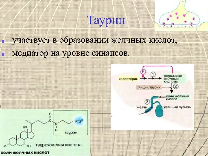 Таурин участвует в образовании желчных кислот, медиатор на уровне синапсов.
