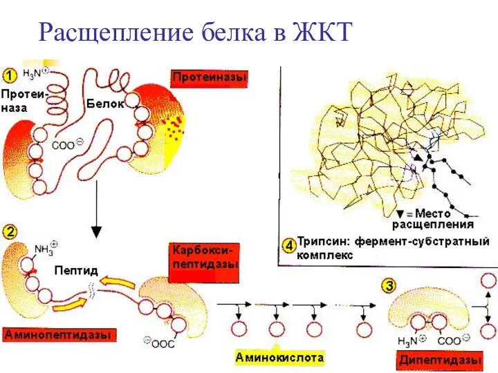 Расщепление белка в ЖКТ