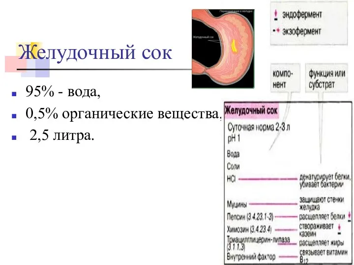 Желудочный сок 95% - вода, 0,5% органические вещества, 2,5 литра.