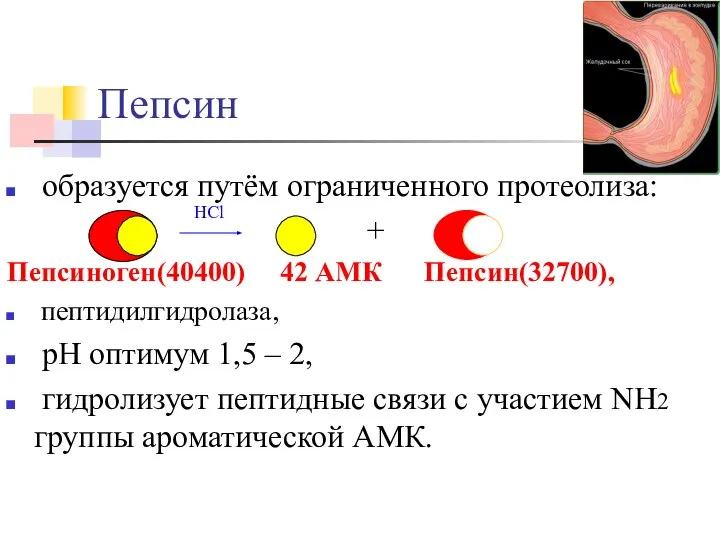 Пепсин образуется путём ограниченного протеолиза: + Пепсиноген(40400) 42 АМК Пепсин(32700), пептидилгидролаза,