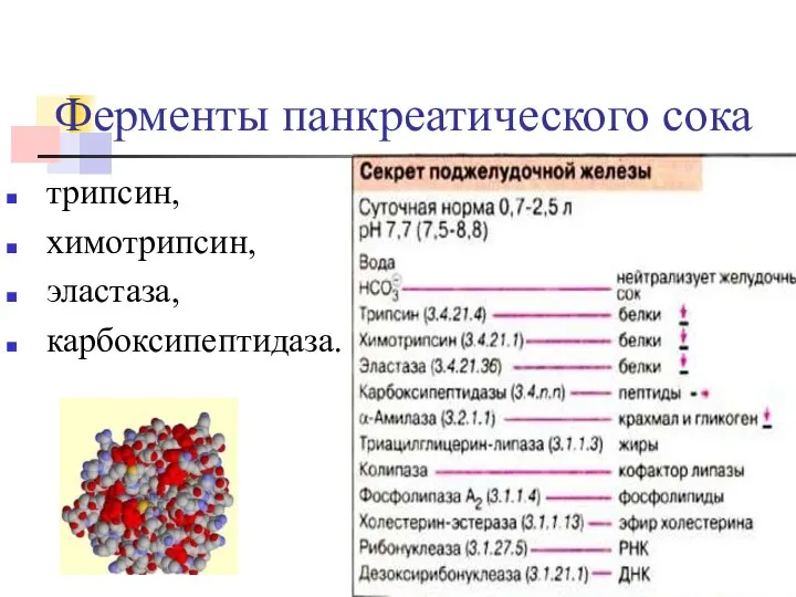 Ферменты панкреатического сока трипсин, химотрипсин, эластаза, карбоксипептидаза.