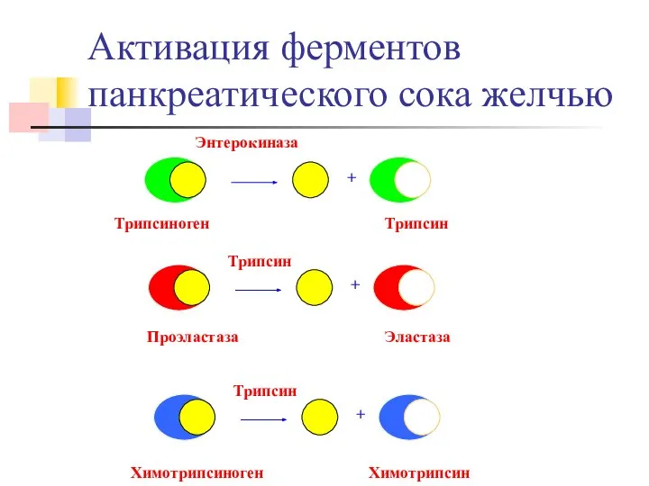 Активация ферментов панкреатического сока желчью Трипсин + Трипсиноген Энтерокиназа Эластаза Проэластаза