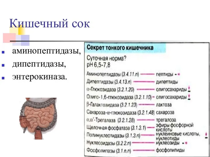 Кишечный сок аминопептидазы, дипептидазы, энтерокиназа.