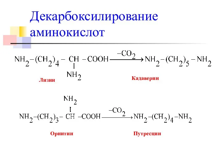 Декарбоксилирование аминокислот Лизин Кадаверин Орнитин Путресцин