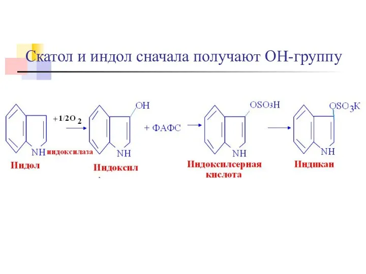 Скатол и индол сначала получают ОН-группу