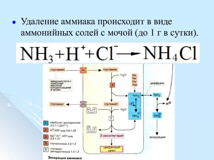 Удаление аммиака происходит в виде аммонийных солей с мочой (до 1 г в сутки).