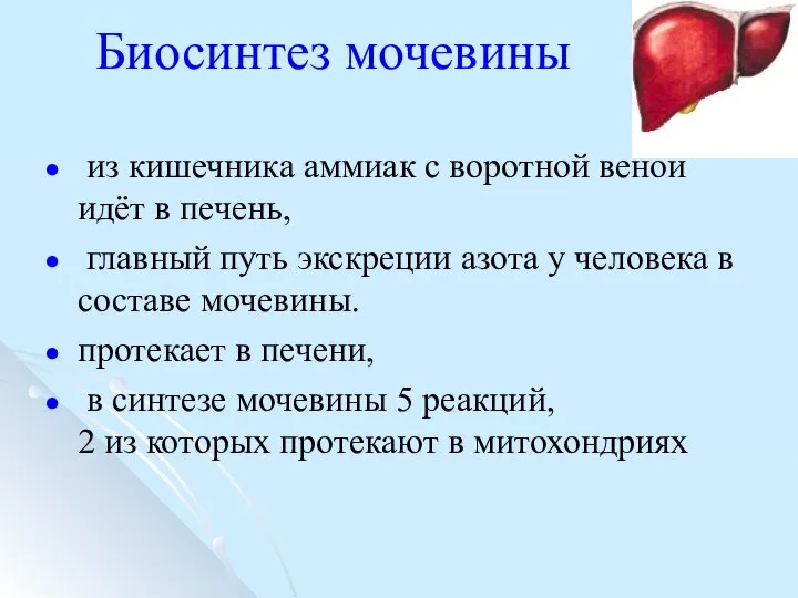 Биосинтез мочевины из кишечника аммиак с воротной веной идёт в печень,