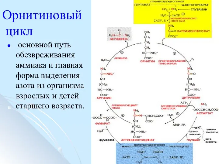 Орнитиновый цикл основной путь обезвреживания аммиака и главная форма выделения азота