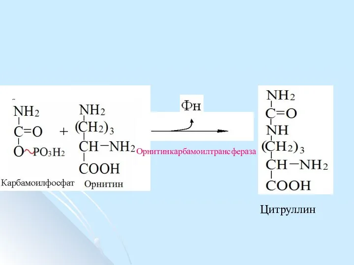 Цитруллин Орнитинкарбамоилтрансфераза