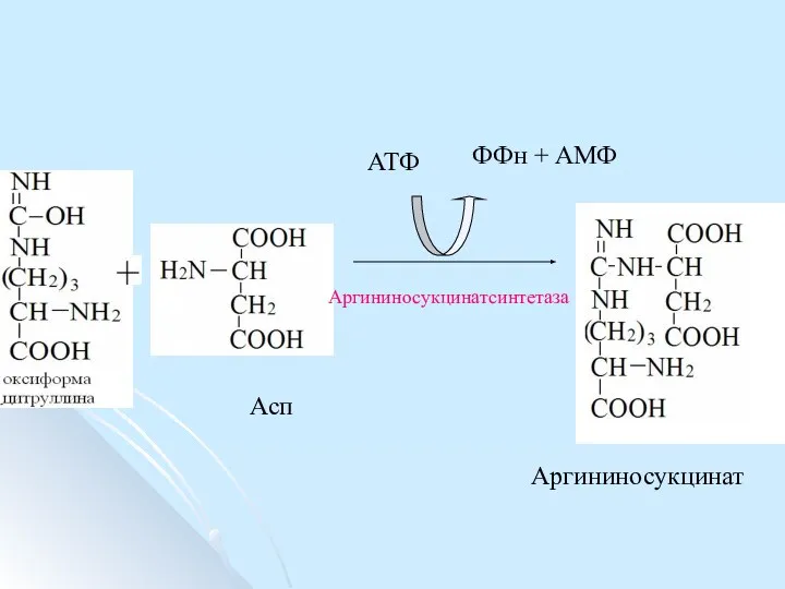 Асп Аргининосукцинатсинтетаза Аргининосукцинат АТФ ФФн + АМФ