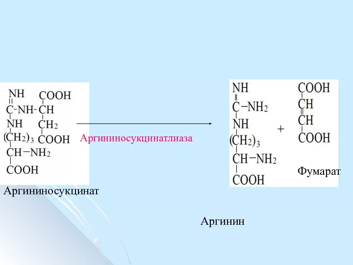 Аргининосукцинат Фумарат Аргинин Аргининосукцинатлиаза