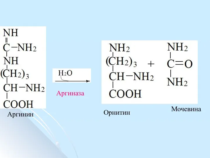 Аргинин Орнитин Мочевина Аргиназа