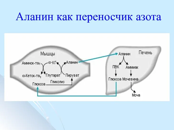 Аланин как переносчик азота