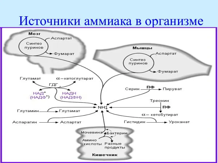 Источники аммиака в организме