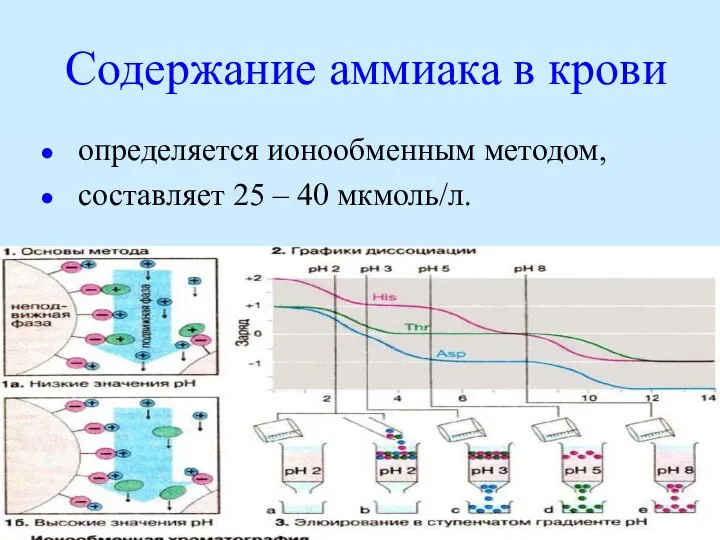 Содержание аммиака в крови определяется ионообменным методом, составляет 25 – 40 мкмоль/л.