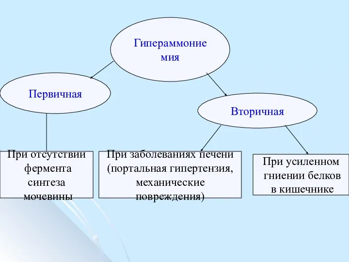 Гипераммониемия Вторичная Первичная При отсутствии фермента синтеза мочевины При заболеваниях печени