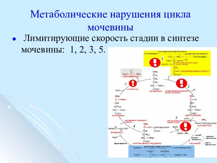 Метаболические нарушения цикла мочевины Лимитирующие скорость стадии в синтезе мочевины: 1, 2, 3, 5.