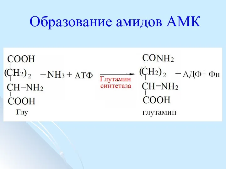 Образование амидов АМК --