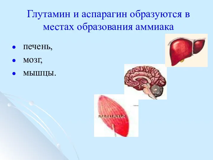 Глутамин и аспарагин образуются в местах образования аммиака печень, мозг, мышцы.