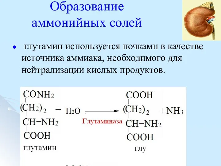 Образование аммонийных солей глутамин используется почками в качестве источника аммиака, необходимого для нейтрализации кислых продуктов.