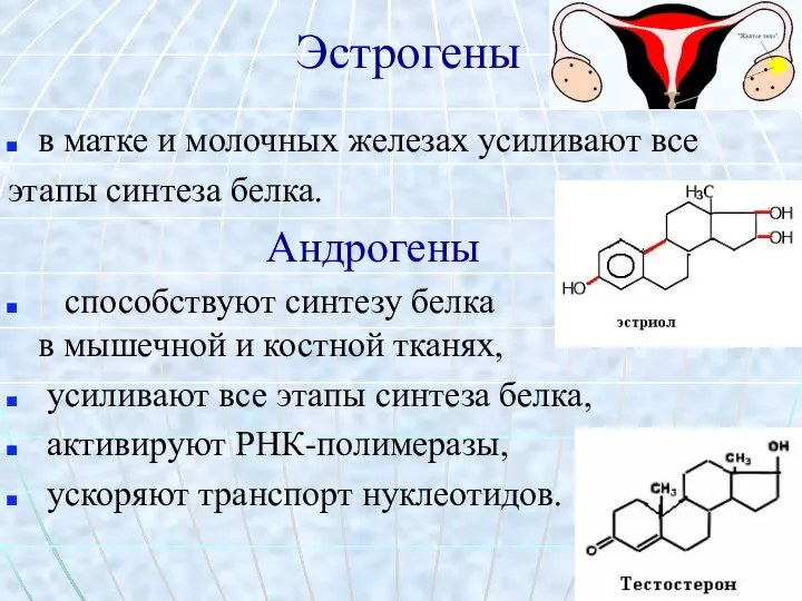 Эстрогены в матке и молочных железах усиливают все этапы синтеза белка.