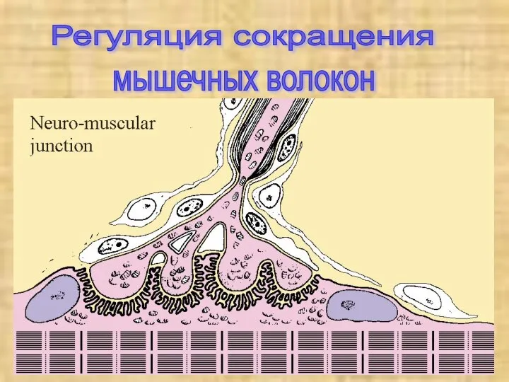 Регуляция сокращения мышечных волокон