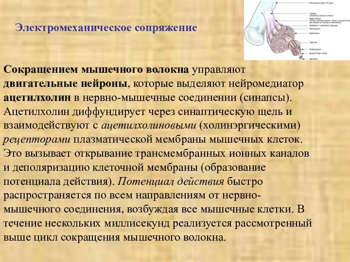 Электромеханическое сопряжение Сокращением мышечного волокна управляют двигательные нейроны, которые выделяют нейромедиатор