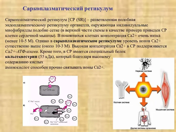 Саркоплазматический ретикулум Саркоплазматический ретикулум [СР (SR)] – разветвленная подобная эндоплазматическому ретикулуму