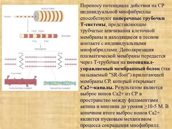 Переносу потенциала действия на СР индивидуальной миофибриллы способствуют поперечные трубочки Т-системы,