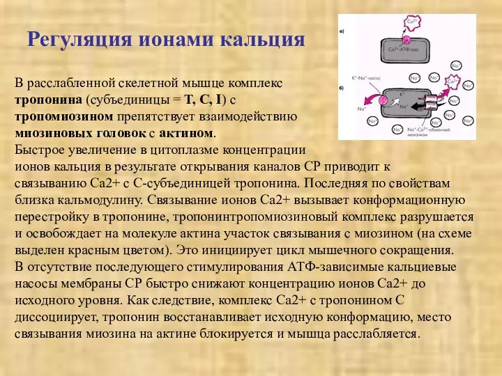 В расслабленной скелетной мышце комплекс тропонина (субъединицы = Т, С, I)