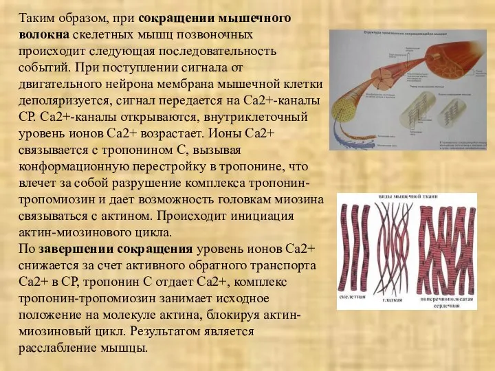 Таким образом, при сокращении мышечного волокна скелетных мышц позвоночных происходит следующая