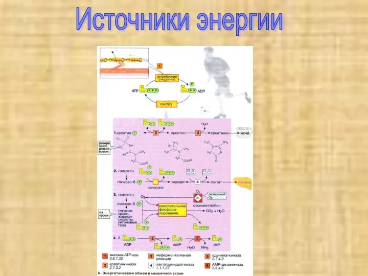 Источники энергии