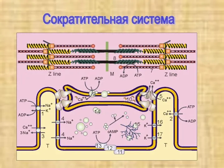 Сократительная система